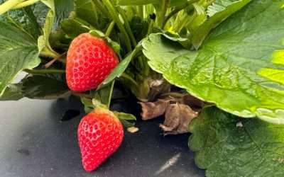 UF Scientists See Bright Future As They Seek Savory Strawberries – And High Yield