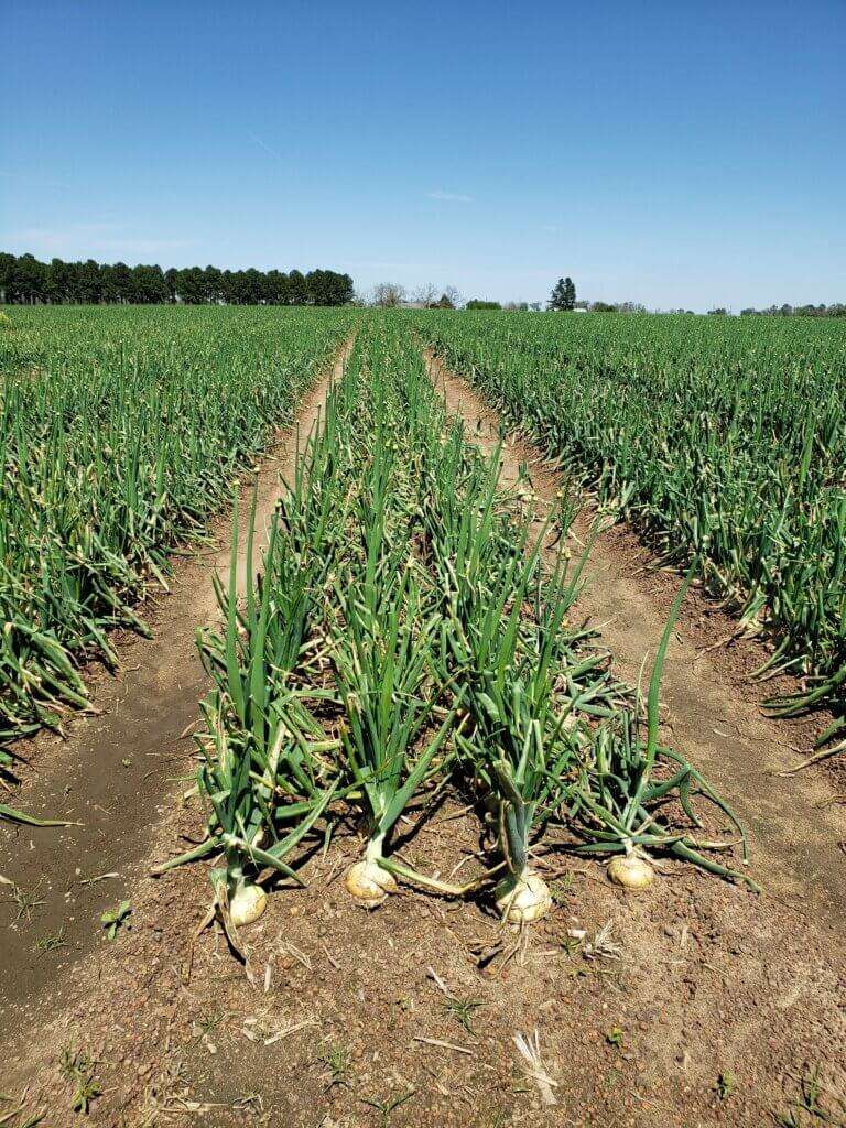 Rows of Vidalia onions in the field.