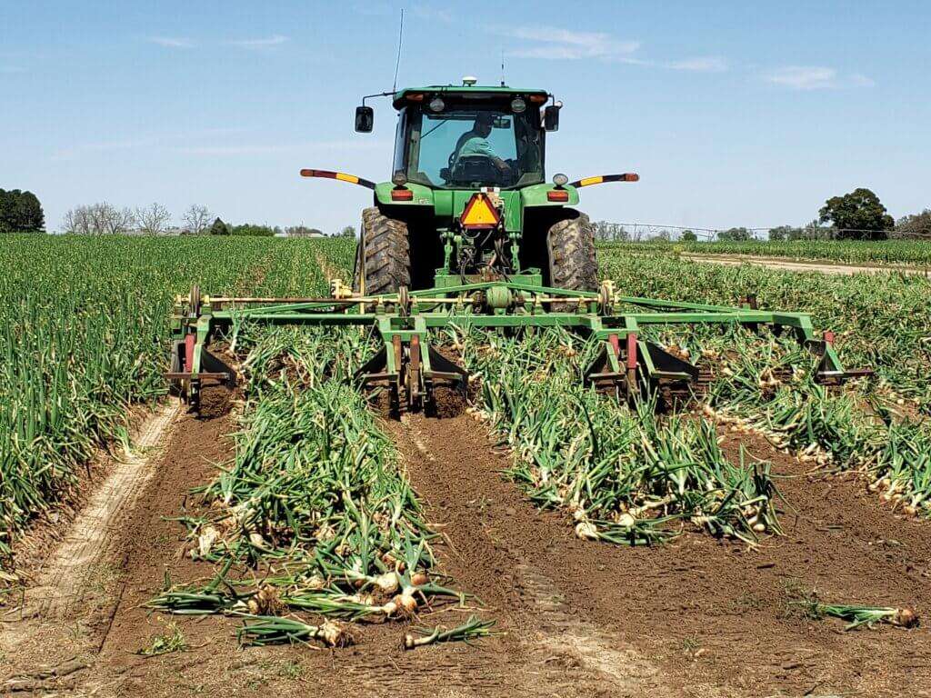 Tractor harvesting Vidalia onions. 