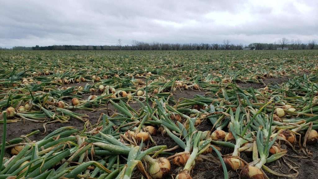 Vidalia onions in the field.