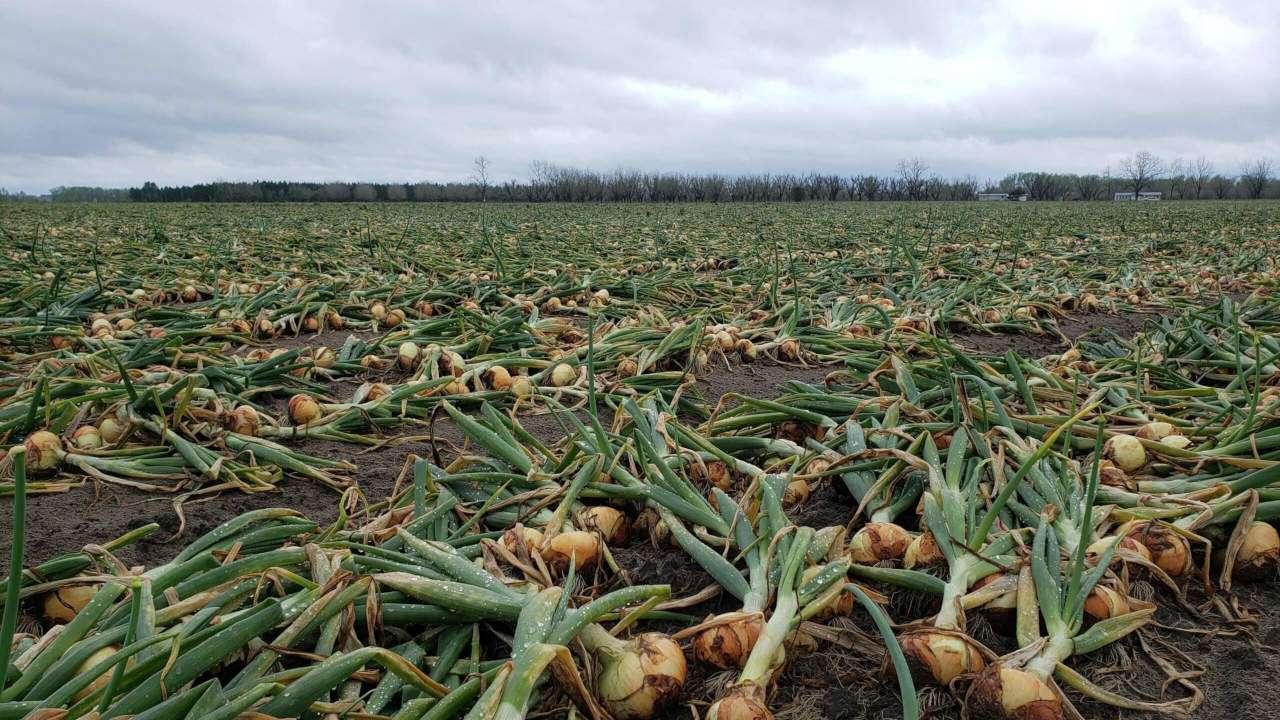 Vidalia onions in the field.
