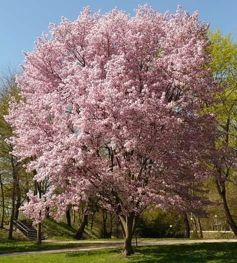 Cherry tree blossoming