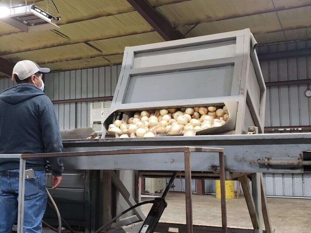 Onions moving through packing house machinery 