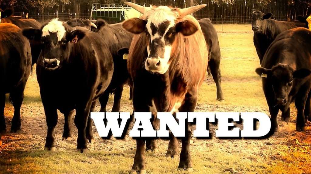 Wanted poster with image of a bull.