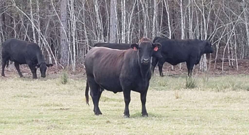 Cow in pasture.