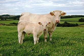 Charolaise Cows in field.