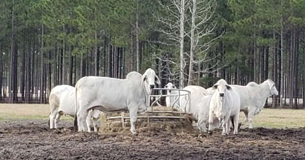 Brahman Cows eating feed.