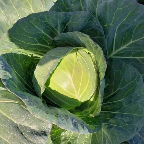 Head of cabbage in field.