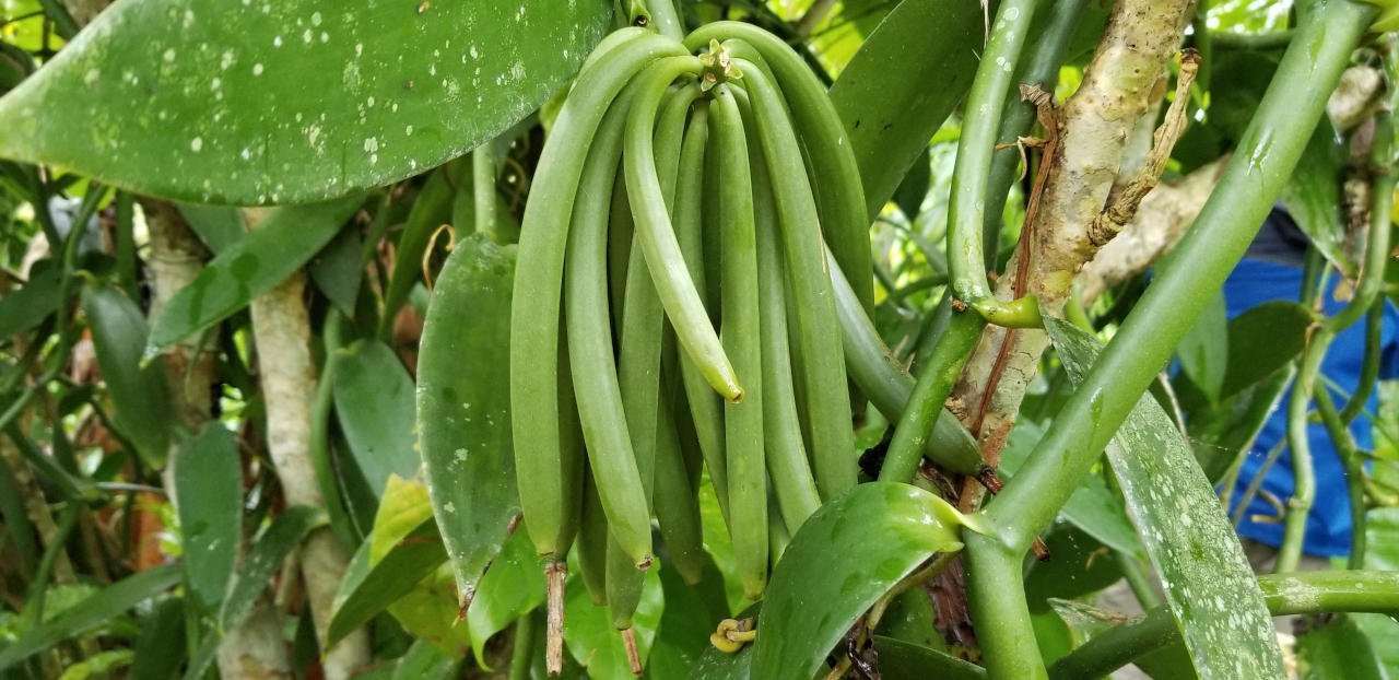 Cured beans from orchid species Vanilla planifolia.