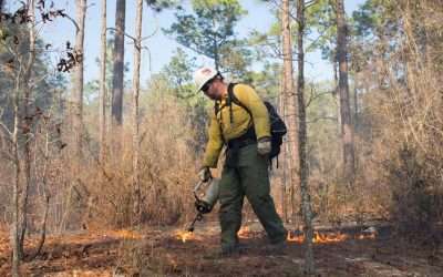 Bees Survive, Ticks Don’t: Pros Of Prescribed Fire