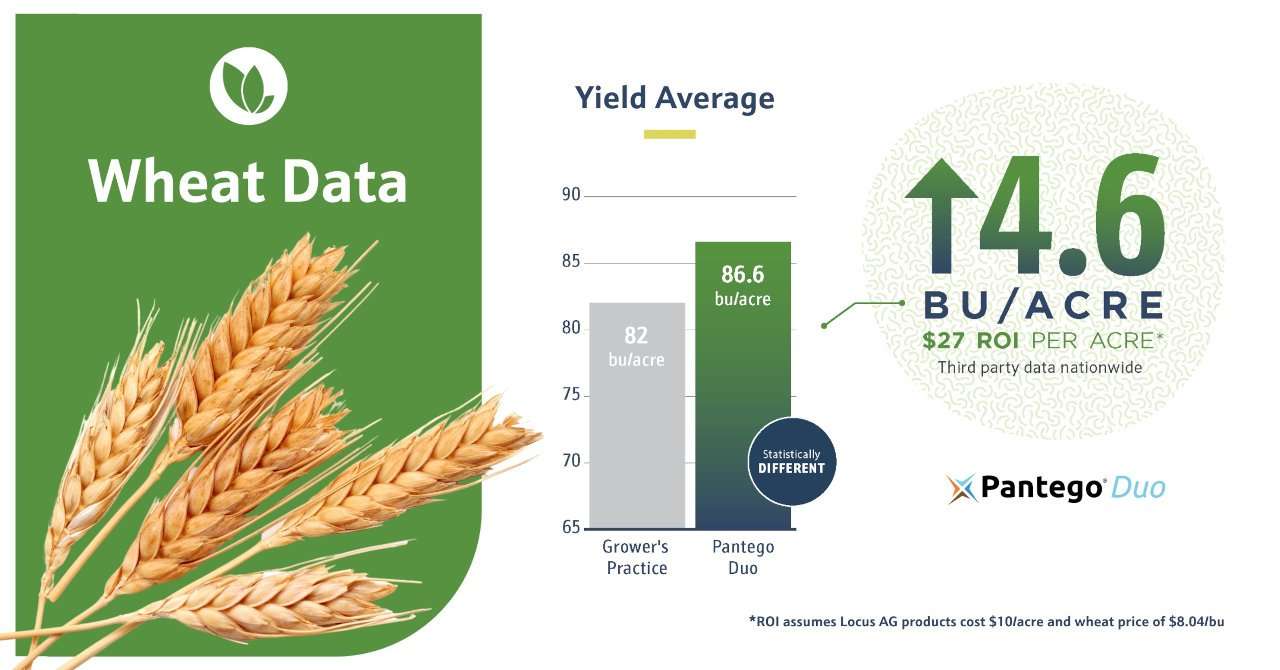 Graphic depicting increase in Wheat production yields. 