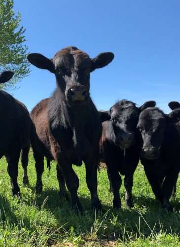 Cattle on organic cattle farm. 