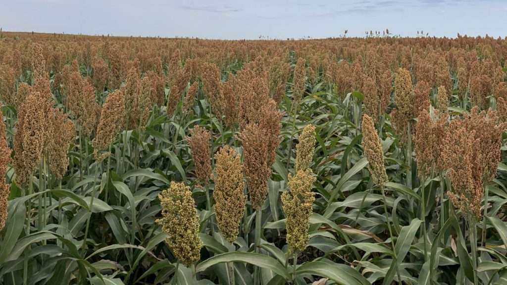 Field os Sorghum