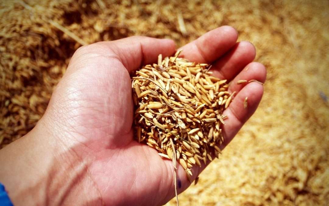 Water Management May Help Reduce Arsenic Levels In Rice, Study Finds