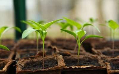 Learn To Grow Food Locally — UF/IFAS’ Award-Winning Urban Food Production Short Course Is Back