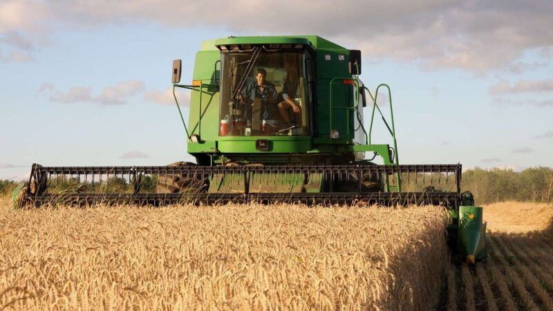 Wheat harvester in the field harvesting.
