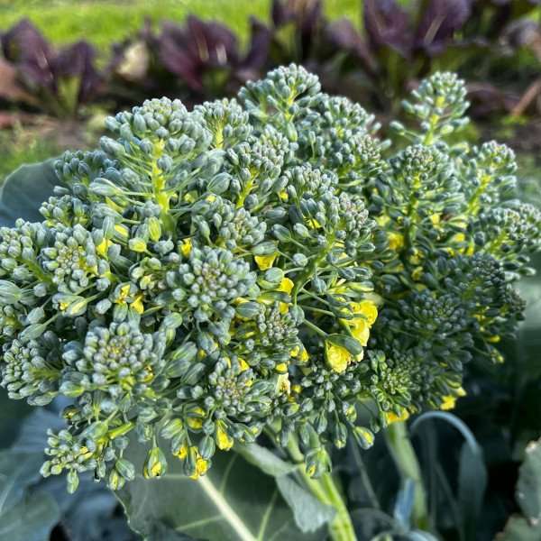 Head of brocolli in the field. 