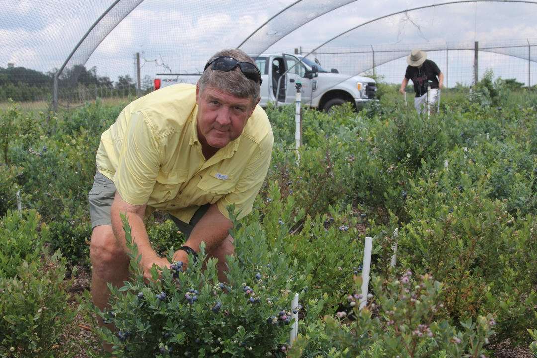 UGA Blueberry Breeder Scott NeSmith in a blueberry garden.