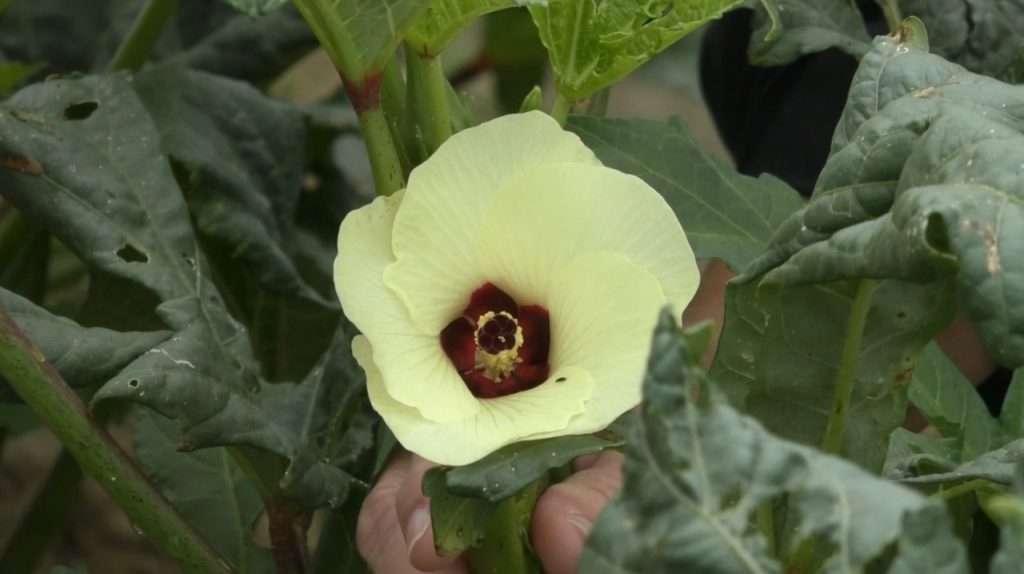 Blossom of the okra plant.