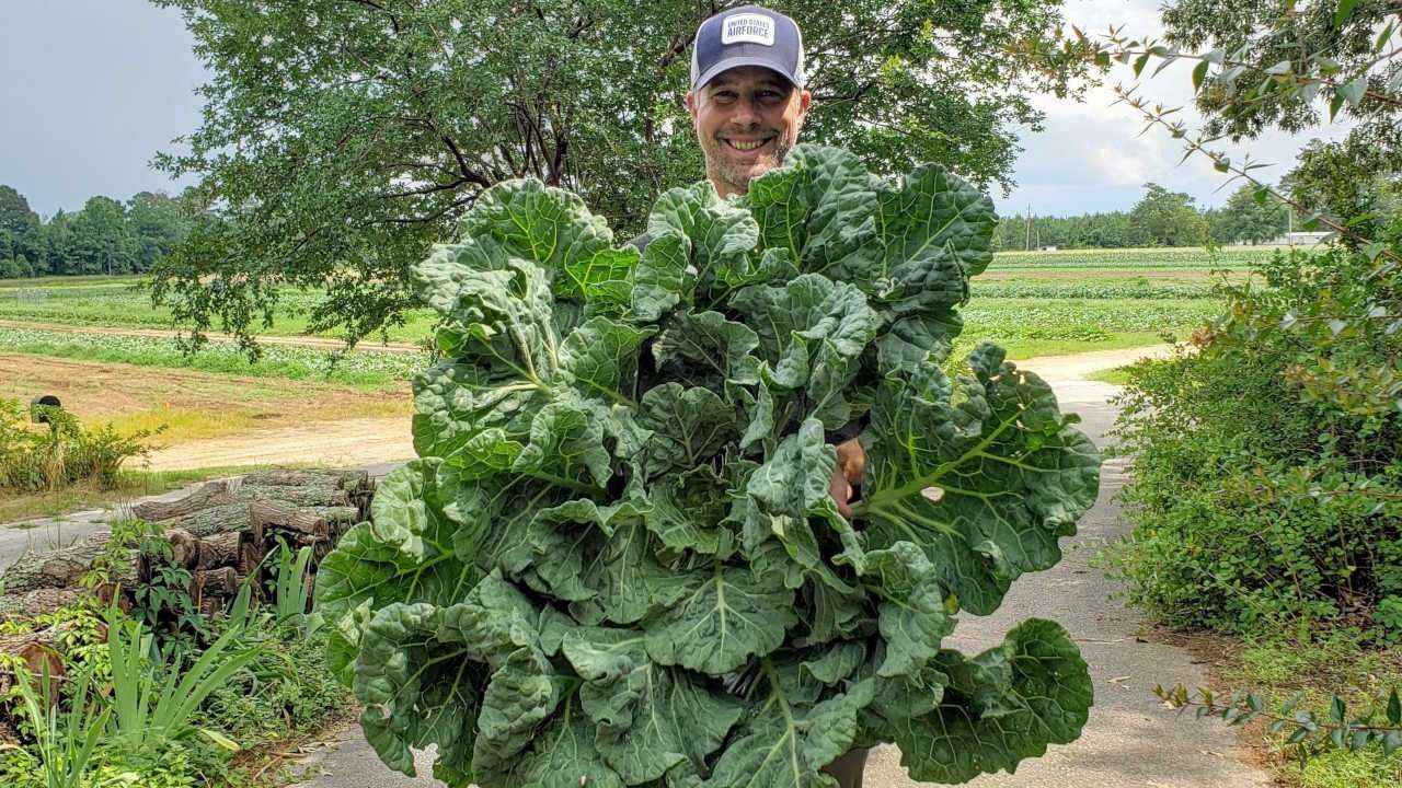 Nat Bradford holding a massive head of collards the size from his knees to neck.