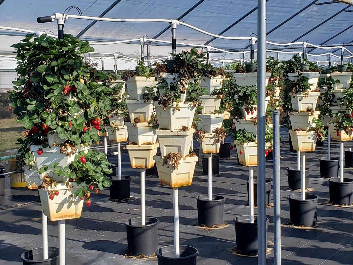 Sunsational Farms hydroponic strawberries garden.