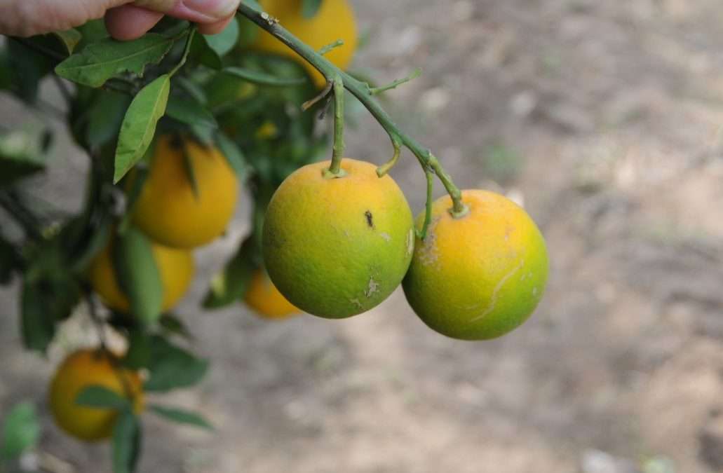 Citrus Greening: The Persistent Threat To U.S. Citrus And Why It’s So Hard To Fight