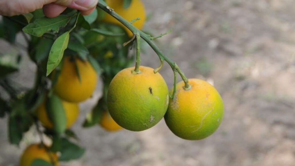 Oranges suffering from citrus greening.