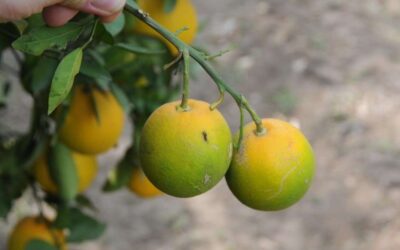 Citrus Greening: The Persistent Threat To U.S. Citrus And Why It’s So Hard To Fight