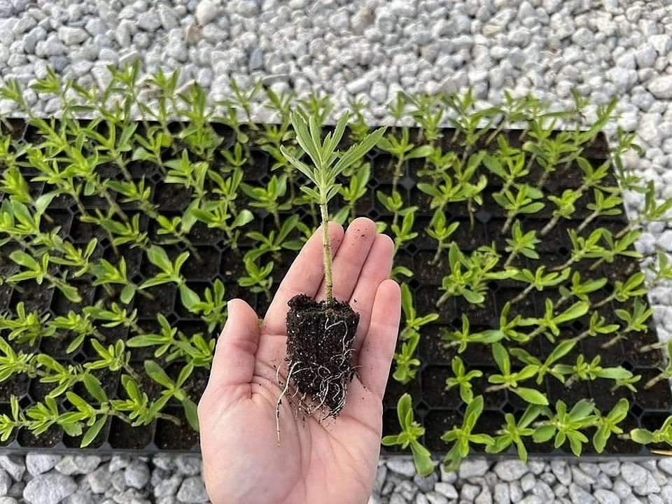 Immature stevia plant in palm of propagator's hand with root system showing. 