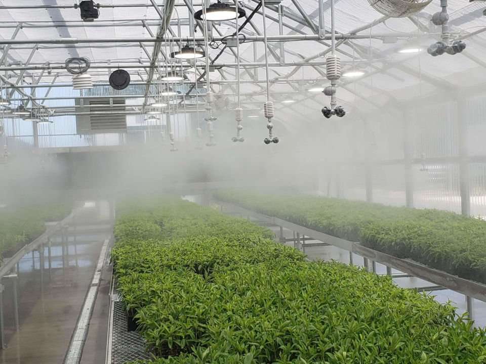 Misters running in stevia greenhouse. 