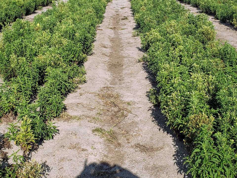 Rows of Stevia plants in the ground.