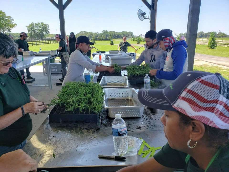 Stevia propagators at work. 