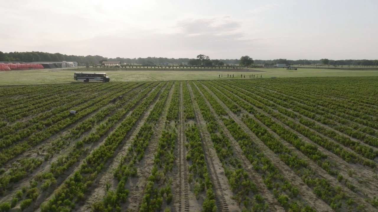 Aerial view of stevia farm.