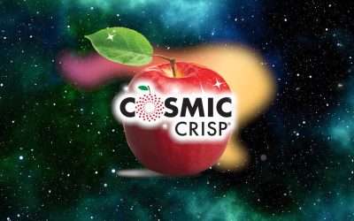 Cosmic Crisp® Apple Sales Soar, Setting New Records