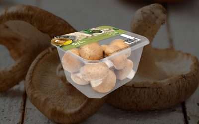 Clearly The Solution For Highline Mushrooms