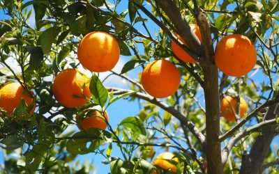 UF Awarded $5 Million In NIFA Grants To Battle Citrus Greening Disease