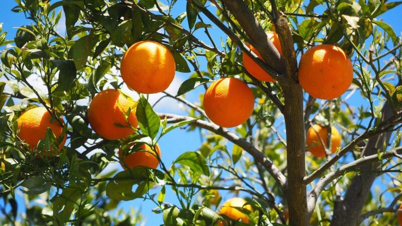 Closeup of oranges haning from a tree.