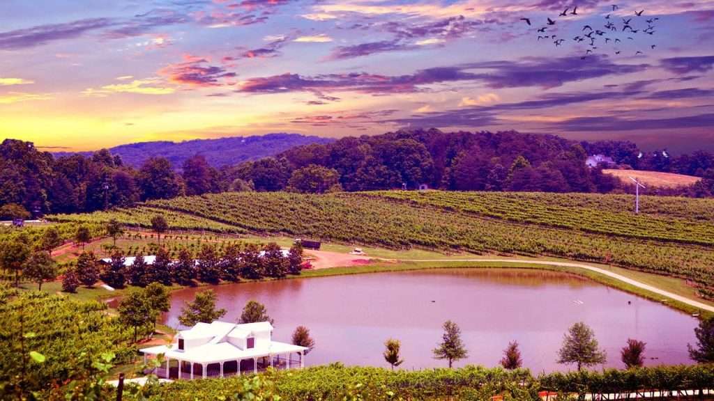 Napa Valley vineyard at dawn.