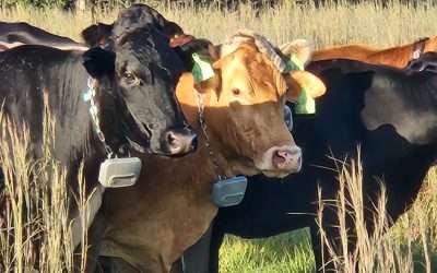 ‘Invisible Fence’ Keeps Cattle On Ranch, Helps Protect Environment