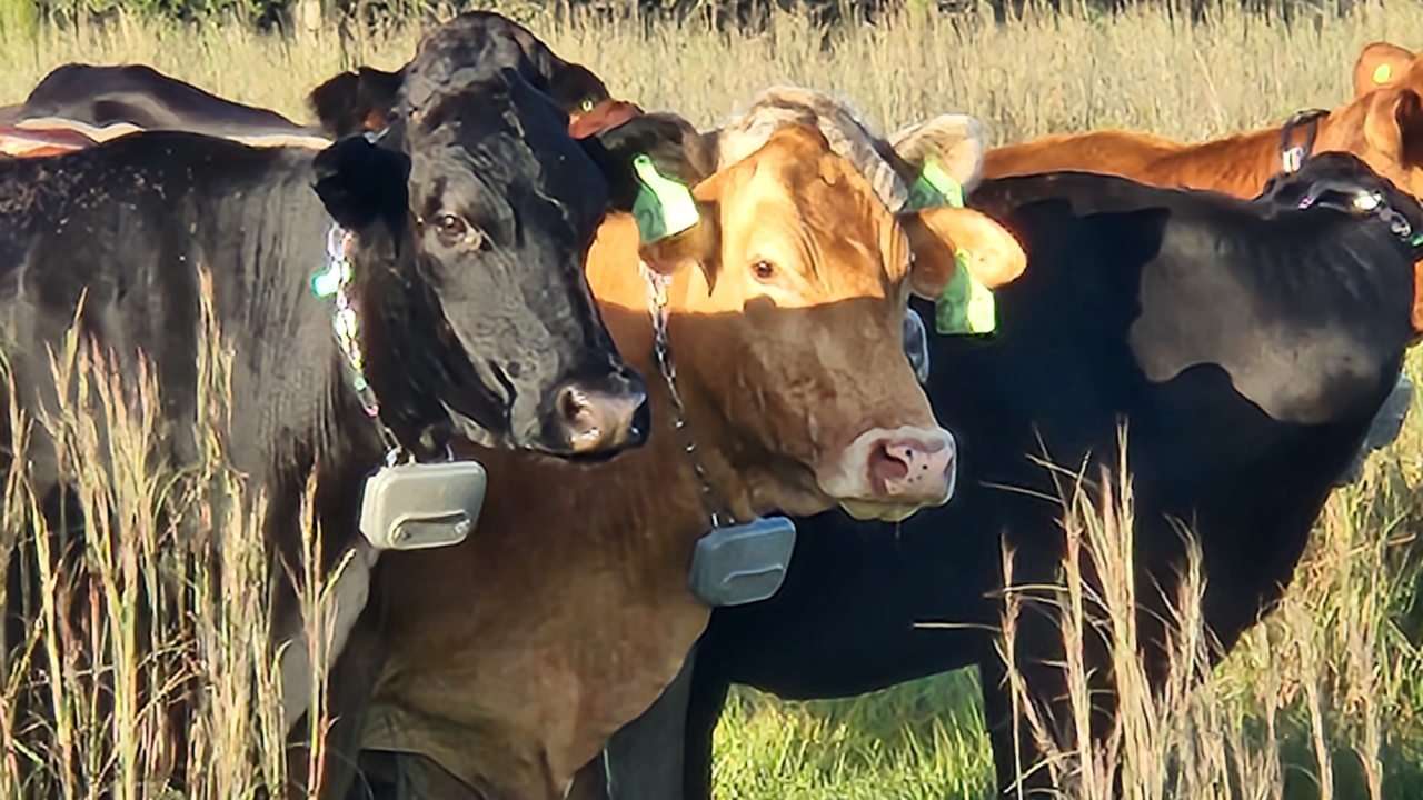 Three cows with GPS tracker collars.