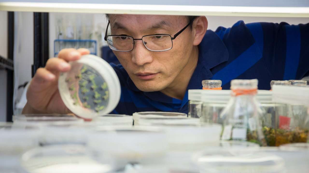 Dr. Nian Wang, Professor of Microbiology and Cell Sciences, looks closely at a pitri dish.