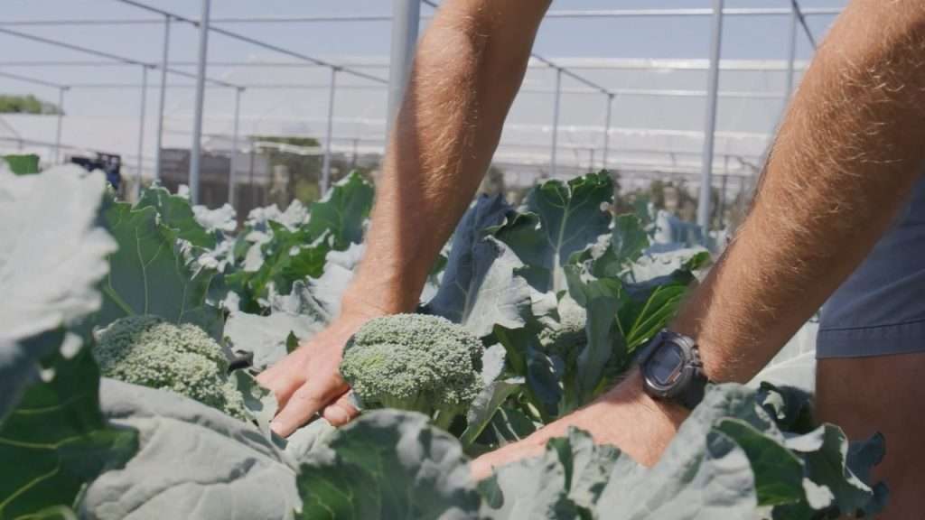 Hands exposing a head of broccoli plant.