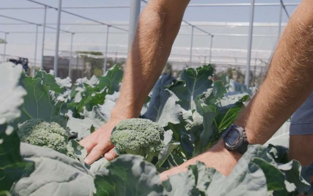 Season 4, Episode 2 Bonus Scene: Sunsational Farms’ Sensational Veggies