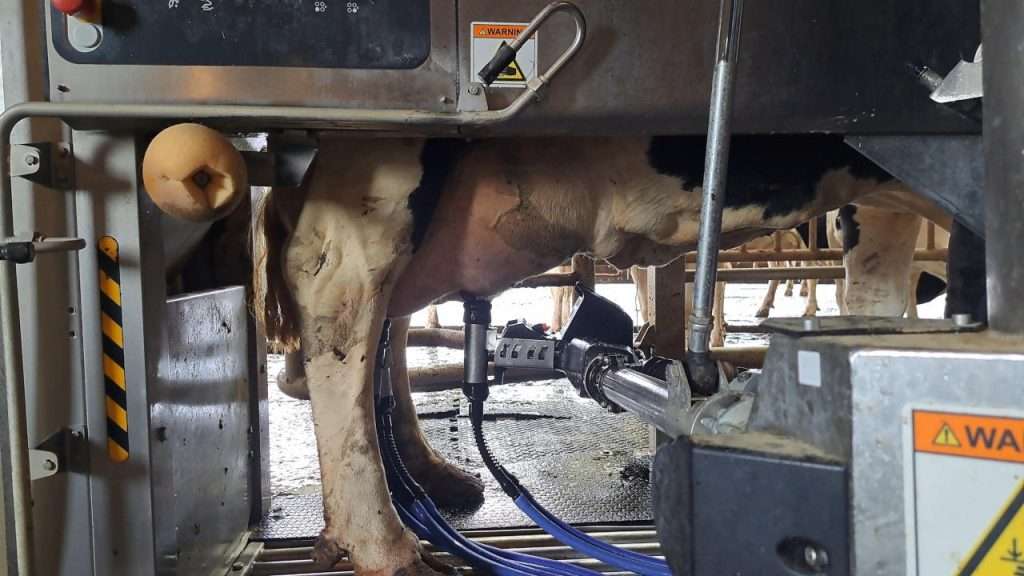 Cow being milked by robotic milker.