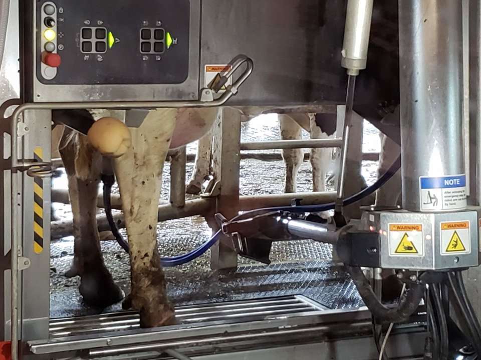 Hickory Hill Milk cow on automatic milking machine.