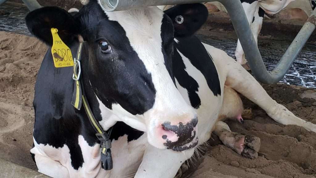 Closeup of Hickory Hill Milk Dairy cow.