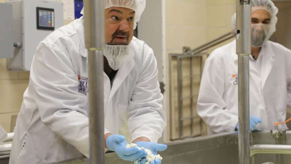 Chip holding fresh curds from the vat.