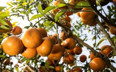 UF Hopes To Speed Solutions To Citrus Greening, Other Crop Diseases With New Center