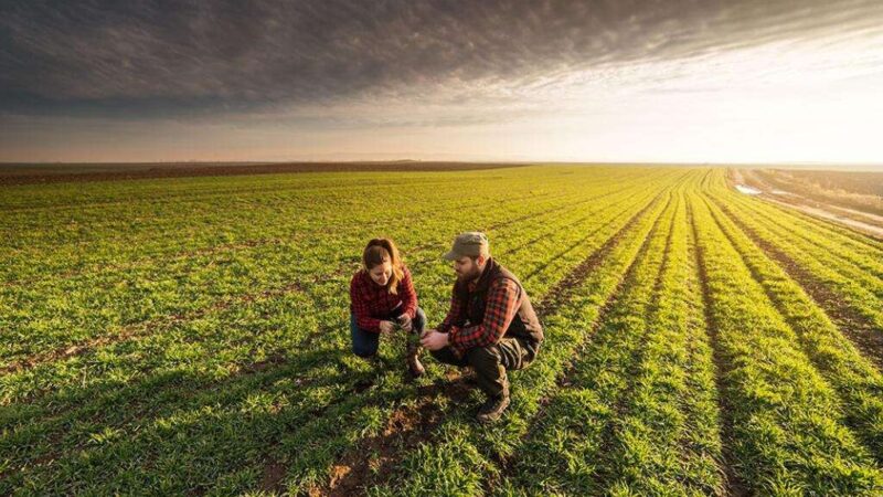 Two farmers inspecting crops in a field.