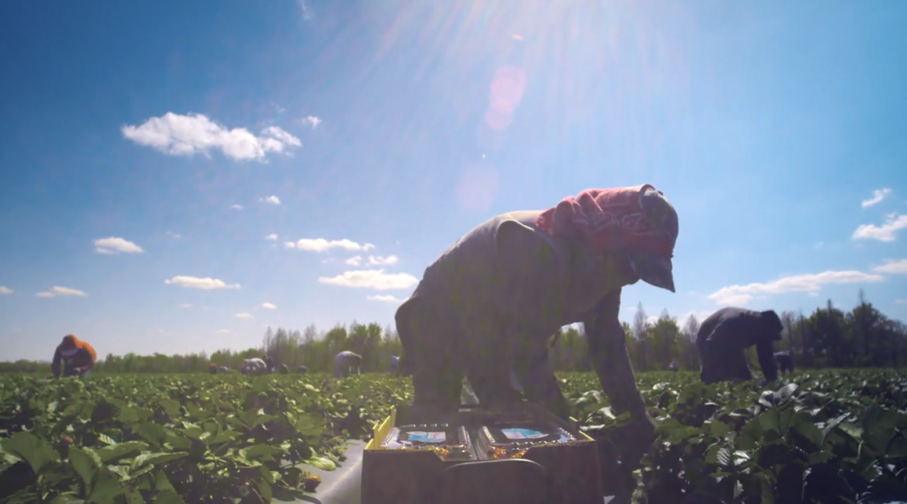 Farmworkers picking strawberries.